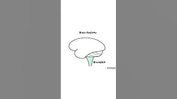 The basics of #brain #anatomy for patients with #stroke, #injury, and #braintumors!