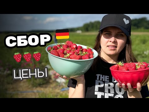 СБОР КЛУБНИКИ 🍓