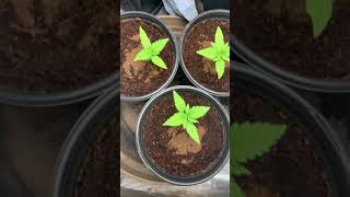 GROWING AUTOFLOWERS INDOORS | PLUS 🚨 UPDATE: Gelato OG | Northern Lights | Dry Tent Setup #tezlato