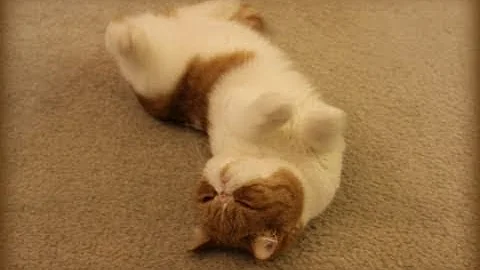 Video 11285951: exotic shorthair kitty