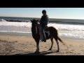 Chincoteague Pony Minnow being ridden on the Beach