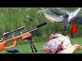Air Rifle Pigeon Hunt Catch Clean And Cook