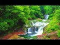 4K映像  清涼爽快「新緑の蓼科高原 滝めぐり２」森林浴 自然音 八ヶ岳山麓  おしどり隠しの滝 王滝 絶景癒し自然 野鳥のさえずり 清流のせせらぎ Japan Nature Relaxation