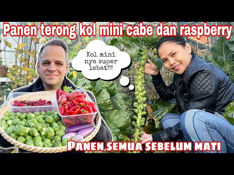 Video: Semua Tentang Terong