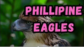 Cooldown with this compilation of PHILLIPINE EAGLES by Cooldown Compilation 153 views 3 months ago 2 minutes, 26 seconds