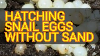 HATCHING OF SNAIL EGGS INTO BABY SNAILS WITHOUT SAND.