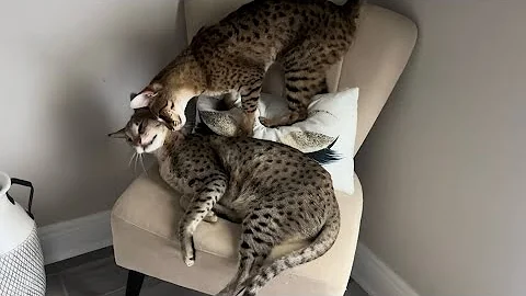 Watch the video about Happy Birthday To My Sweet Gentle Giant F2 Savannah Cat Kumba And Happy 4th Of July!