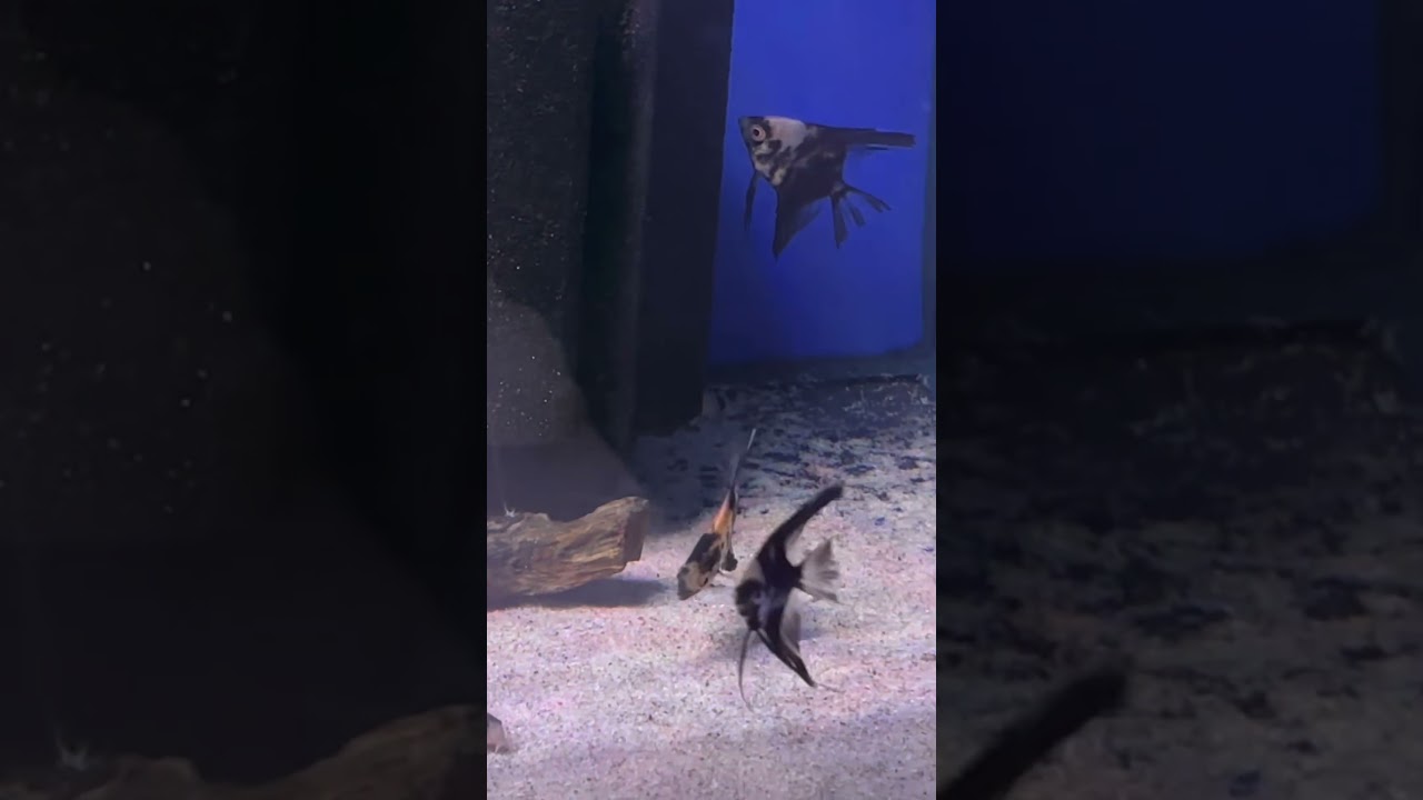 Red Devil angelfish now available (30/1/26)