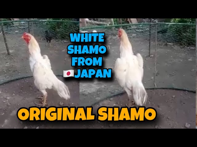 WHITE SHAMO FROM JAPAN /THE ORIGINAL SHAMO - YouTube