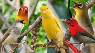 Masteran Burcil Mewah Paling Dicari