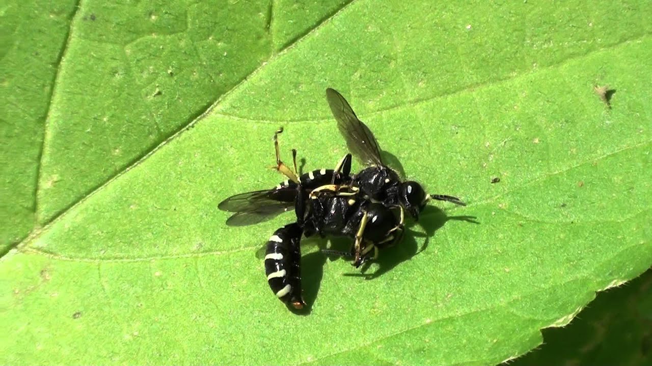 Square-headed Wasps (Crabronidae: Ectemnius or Crabro?) Mating Behavior, Part 1 of 2