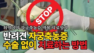 8살 희망이의 자궁축농증 약물 치료 일기 (자궁축농증 수술없이 치료하는 방법) #자궁축농증 #중성화수술 #우리개연구소