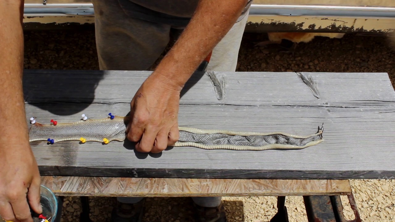pinning the snakeskin YouTube