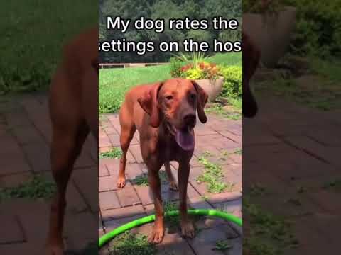 Dog rates the