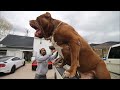 عملاق سلالة البيتبول ، اضخم واخطر كلب بيتبول في العالم !
