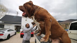 عملاق سلالة البيتبول ، اضخم واخطر كلب بيتبول في العالم !