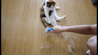 【おすすめ猫ブラシ】フーリーイージーを試してみた結果！（抜け毛、フケ、ノミ予防）