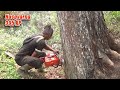 skills of a mahogany lumberjack with chainsaw Husqvarna 395 xp