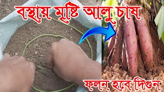 বস্থায় মৃষ্টি আলু চাষ পদ্ধতি ফলন হবে দিগুন।How To Grow Sweet Potatoes In Bag।ছাদ কৃষি