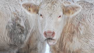 Download Lagu Carol Symphony (complete) - Victor Hely-Hutchinson (HD version) MP3