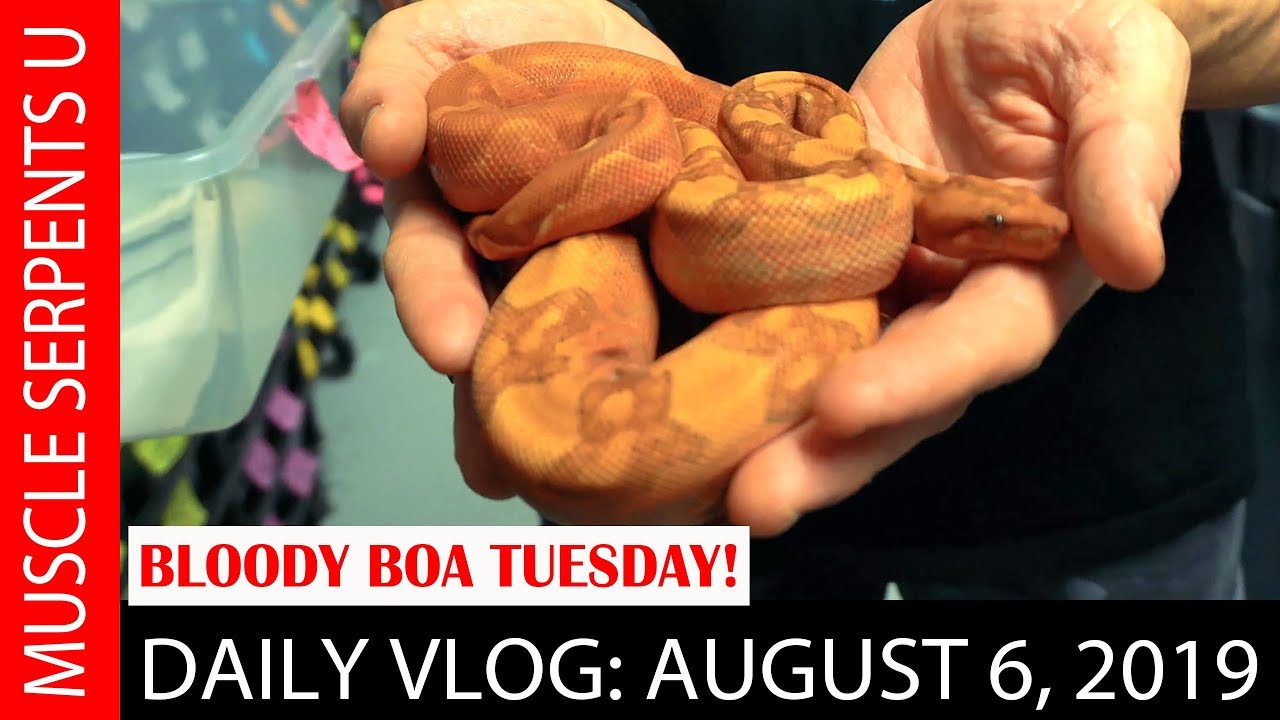 orange dream drink HOW MUCH RED CAN WE GET INTO A BOA? August 5, 2019