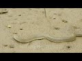 Mud snakeenhydris
