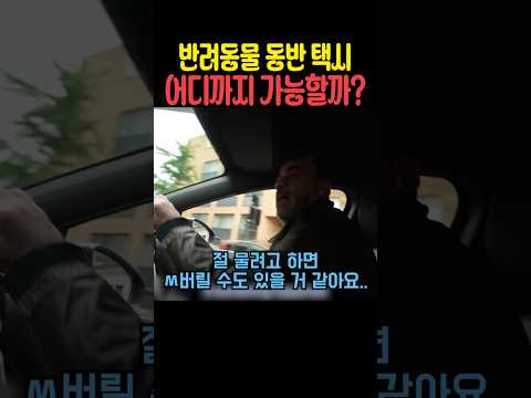 반려동물 동반 택시 어디까지 가능할까? thumbnail