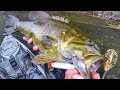 Topwater Fishing Giant Fall Smallmouth