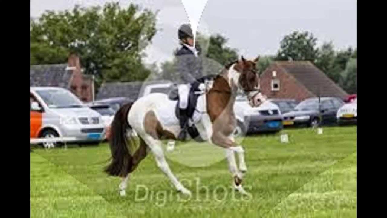 Mijn pony verhaal over Moonlight