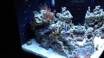 Biocube 29: First setup for new reefer Have a plan before selecting your corals