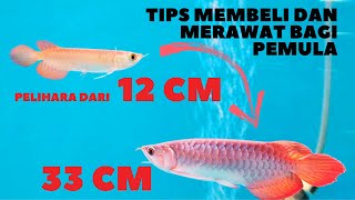 Pengalaman Merawat Baby Super Red Arwana 12 cm sampai 32 cm