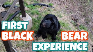 First BLACK BEAR Experience!!! Great Smoky Mountains