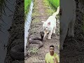 सांप बनाम बिल्ली: जानिए इस जबरदस्त लड़ाई का नतीजा! #shorts #shortfeed #trending