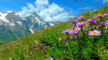 Wie heißen die Alpenblumen?