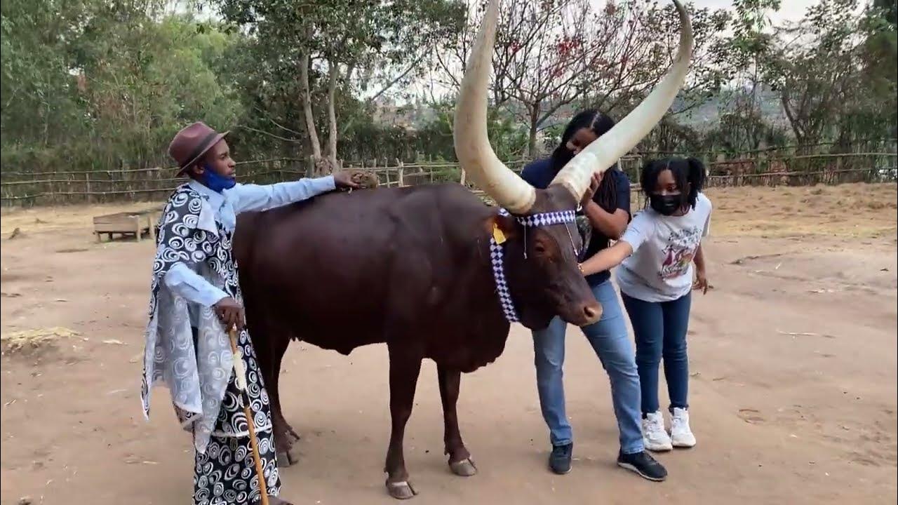 Most Majestic Cows in the world Inyambo Cattle Rwanda YouTube
