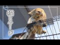 猫のいる暮らし｜ケージのお話し｜アイリスオーヤマ製コンビネーションサークル