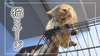 猫のいる暮らし｜ケージのお話し｜アイリスオーヤマ製コンビネーションサークル