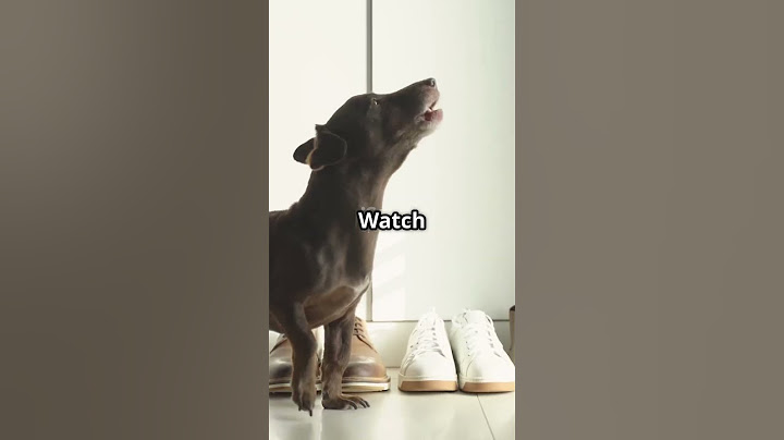 Heartwarming Reunion: Dog's Emotional Response to Owner's Return After 6 Months