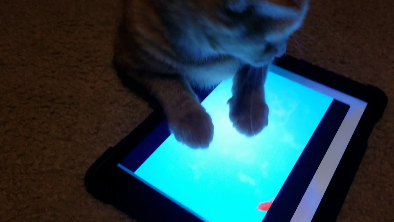 Cat playing on iPad YouTube