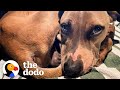 Skinny Rescue Puppy Found Spooning His Foster Brother  | The Dodo Foster Diaries