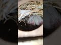 White_Java_Check_🥰_Baby_Java_Birds_lovers_💗_Danish_Birds #shorts #subscribe #shortsfeed #status