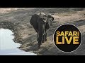 safariLIVE - Sunrise Safari - June 13, 2018