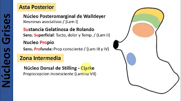 ¿Qué es la sustancia gris y cuál es su función?