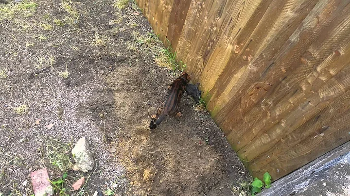 Video 8363981: home bengal cats, cat first, cat old