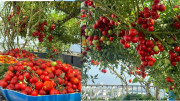 CÁCH CẮT TỈA CÀNH CHO CÀ CHUA SAI QUẢ