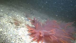Scuba diving with a Giant Dendronotus Nudibranch in Howe Sound, BC (video 2 of 2)