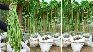 You can&#39;t ignore this tip for growing Long Beans, high yield &amp; delicious | Gardening
