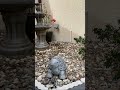 Rock Garden: Hope Everyone Had a Great Weekend 🌺Remember to Subscribe and Like❣️