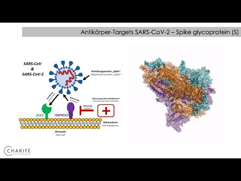 Immunantwort bei COVID-19 | Charité | Prof. Dr. med. L.E. Sander