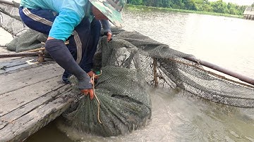 Cào Cá Trên Sông Vàm Cỏ - Đời Sống Dân Dã